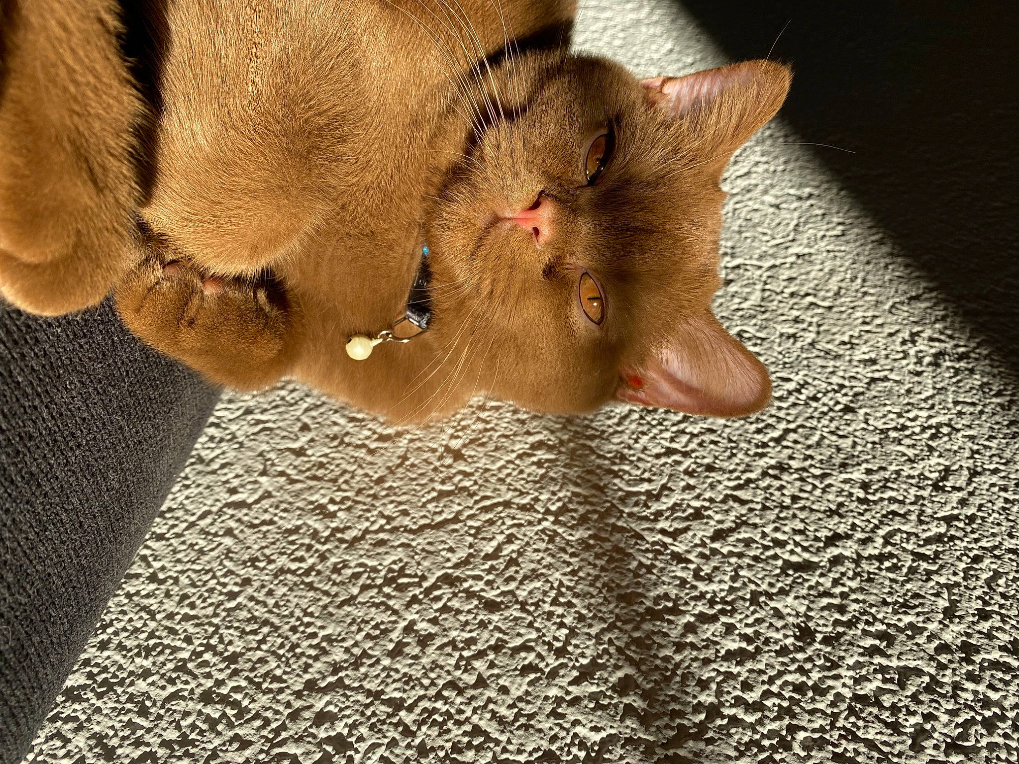 Ohana participe au concours pour gagner de l'argent avec cette photo : carnivore, cat, comfort, dog_breed, eye, fawn, felidae, flooring, fur, human_leg, musical_instrument, paw, plant, small_to_medium_sized_cats, snout, tail, terrestrial_animal, whiskers, wood, working_animal