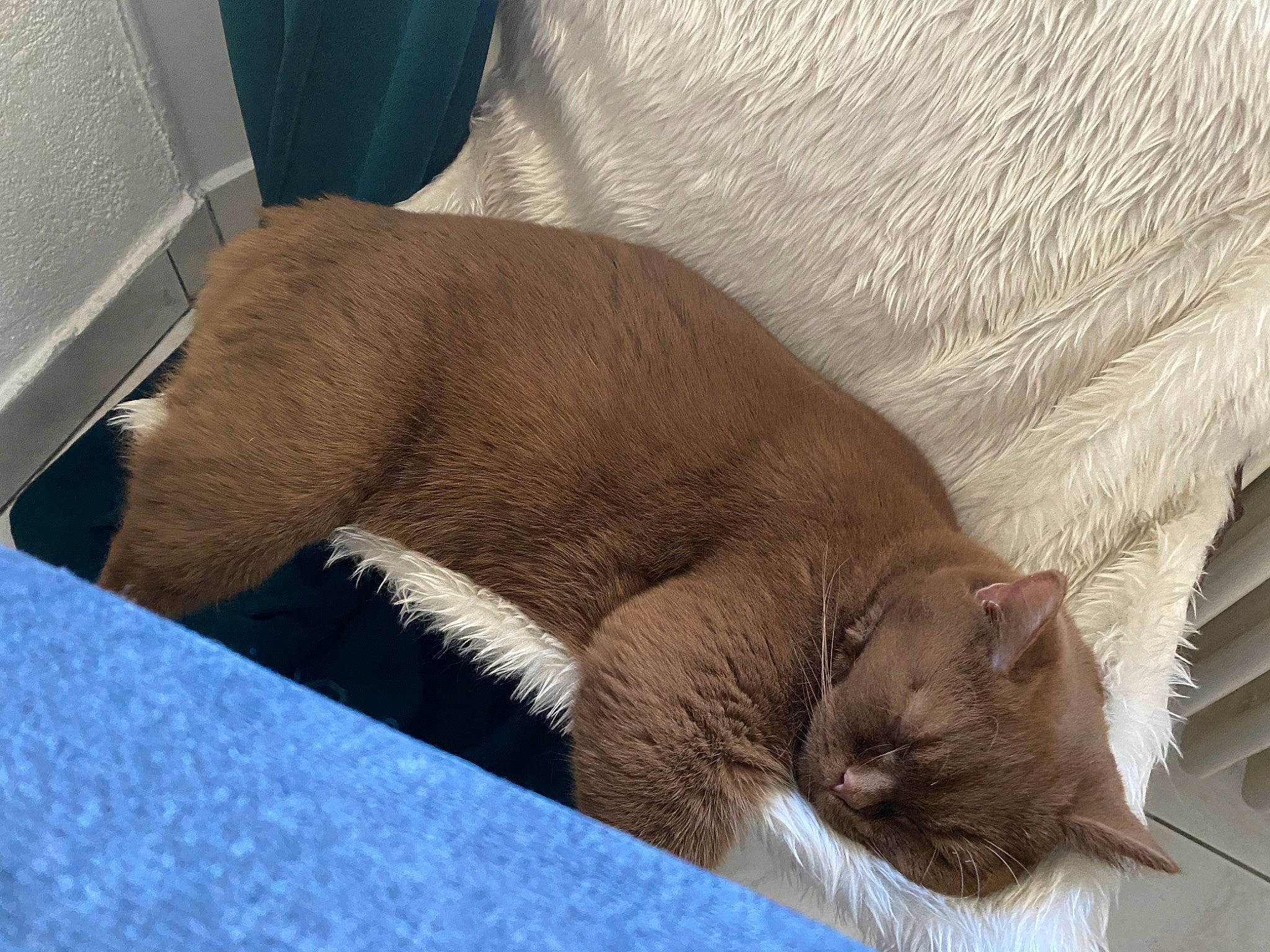 Ohana participe au concours pour gagner de l'argent avec cette photo : carnivore, cat, claw, comfort, domestic_short_haired_cat, fawn, felidae, fur, liver, nap, paw, siamese, sleep, small_to_medium_sized_cats, snout, tail, terrestrial_animal, thai, whiskers