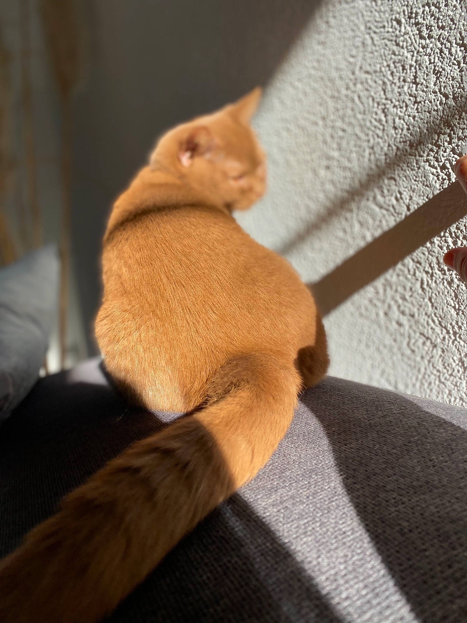 Ohana participe au concours pour gagner de l'argent avec cette photo : arm, comfort, elbow, fawn, felidae, flooring, foot, gesture, hardwood, human_body, human_leg, knee, leg, nail, small_to_medium_sized_cats, tail, thigh, thumb, wood, wrist