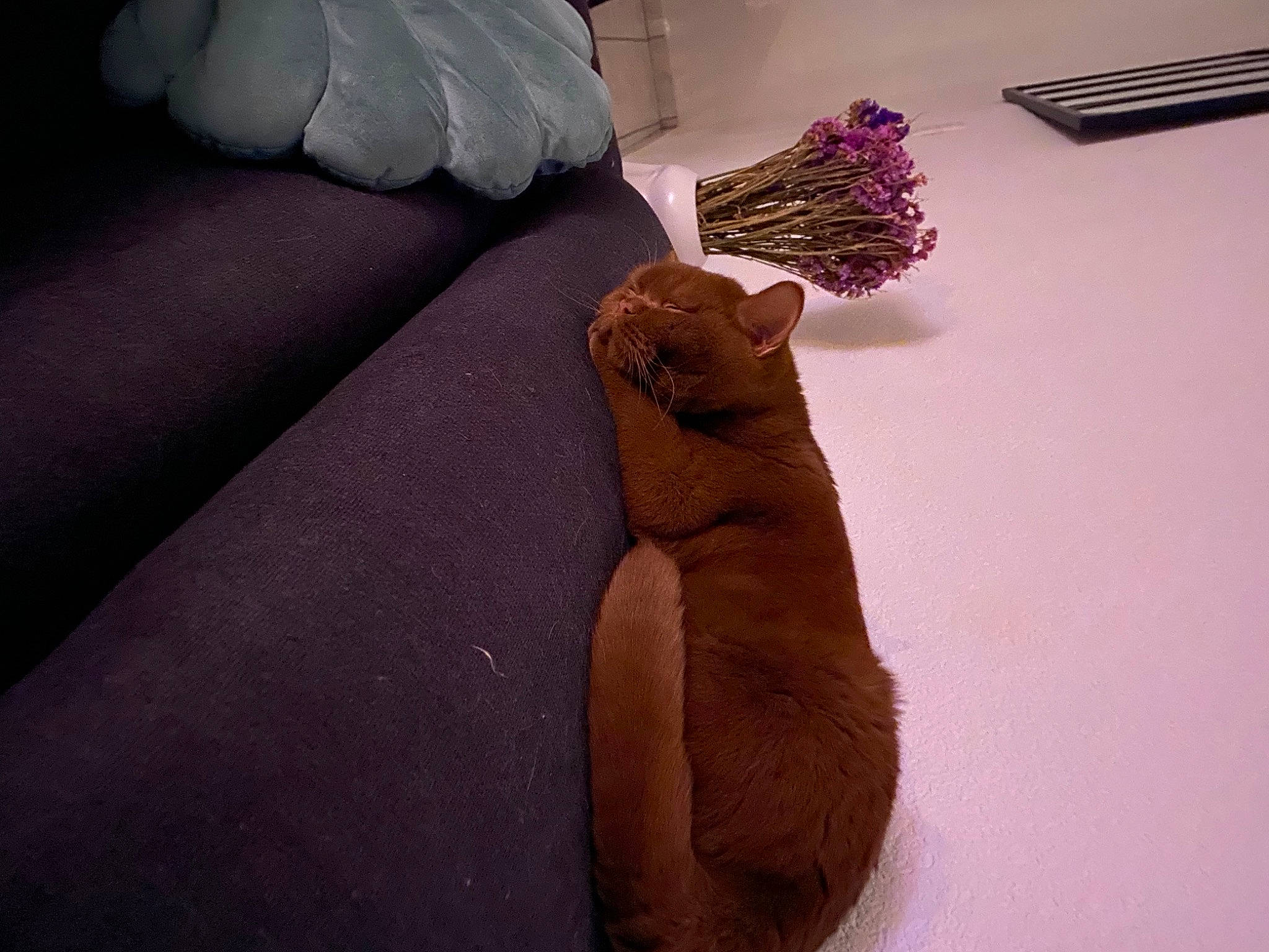 Ohana a rejoint le concours — aidez-le/la à gagner de superbes lots ! art, artifact, clay, comfort, couch, fawn, felidae, flooring, foot, fur, gesture, human_leg, linens, nail, plant, room, small_to_medium_sized_cats, textile, visual_arts, wood