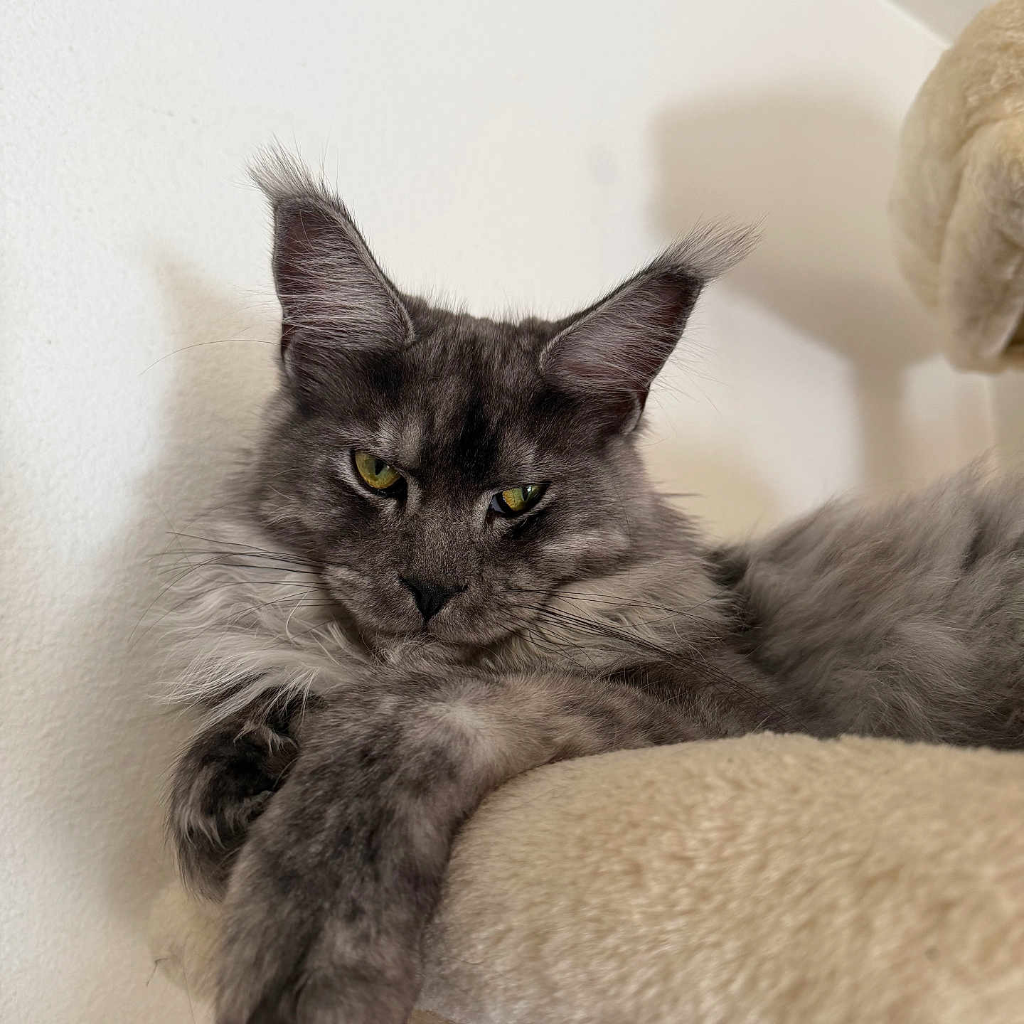 Gizmo