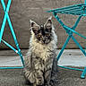 Gizmo participe au concours pour gagner de l'argent avec cette photo : cat, fluffy_cat, gray_fur, long_hair, sitting, outdoor, patio, concrete, folding_chair, turquoise, wooden_wall, portrait, pet, animal, whiskers, pointed_ears, amber_eyes, front_view, centered_subject, natural_light