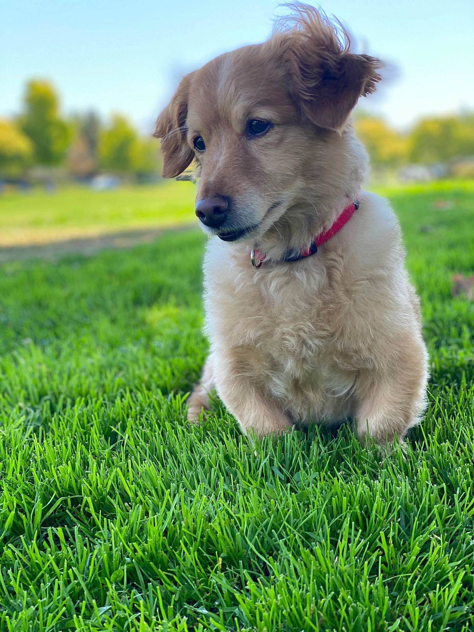 Sonny joined the competition — help win amazing prizes! basque_shepherd_dog, canidae, carnivore, companion_dog, dog, dog_breed, fawn, golden_retriever, grass, lawn, mammal, plant, puppy, rare_breed_dog, retriever, sporting_group, vertebrate