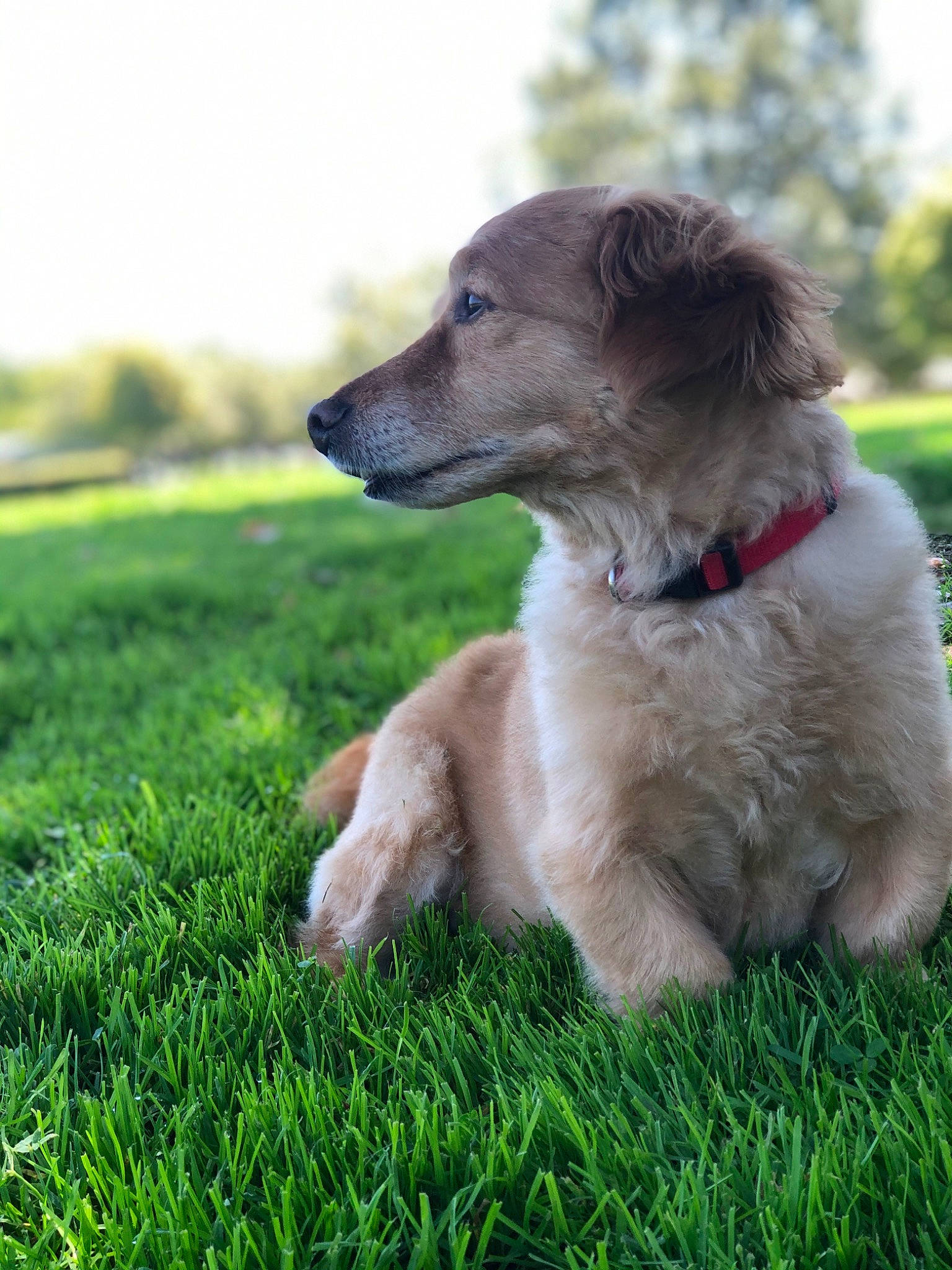 Sonny joined the competition — help win amazing prizes! canidae, carnivore, companion_dog, dog, dog_breed, fawn, grass, lawn, longhaired_whippet, mammal, plant, puppy, rare_breed_dog, snout, sporting_group, vertebrate