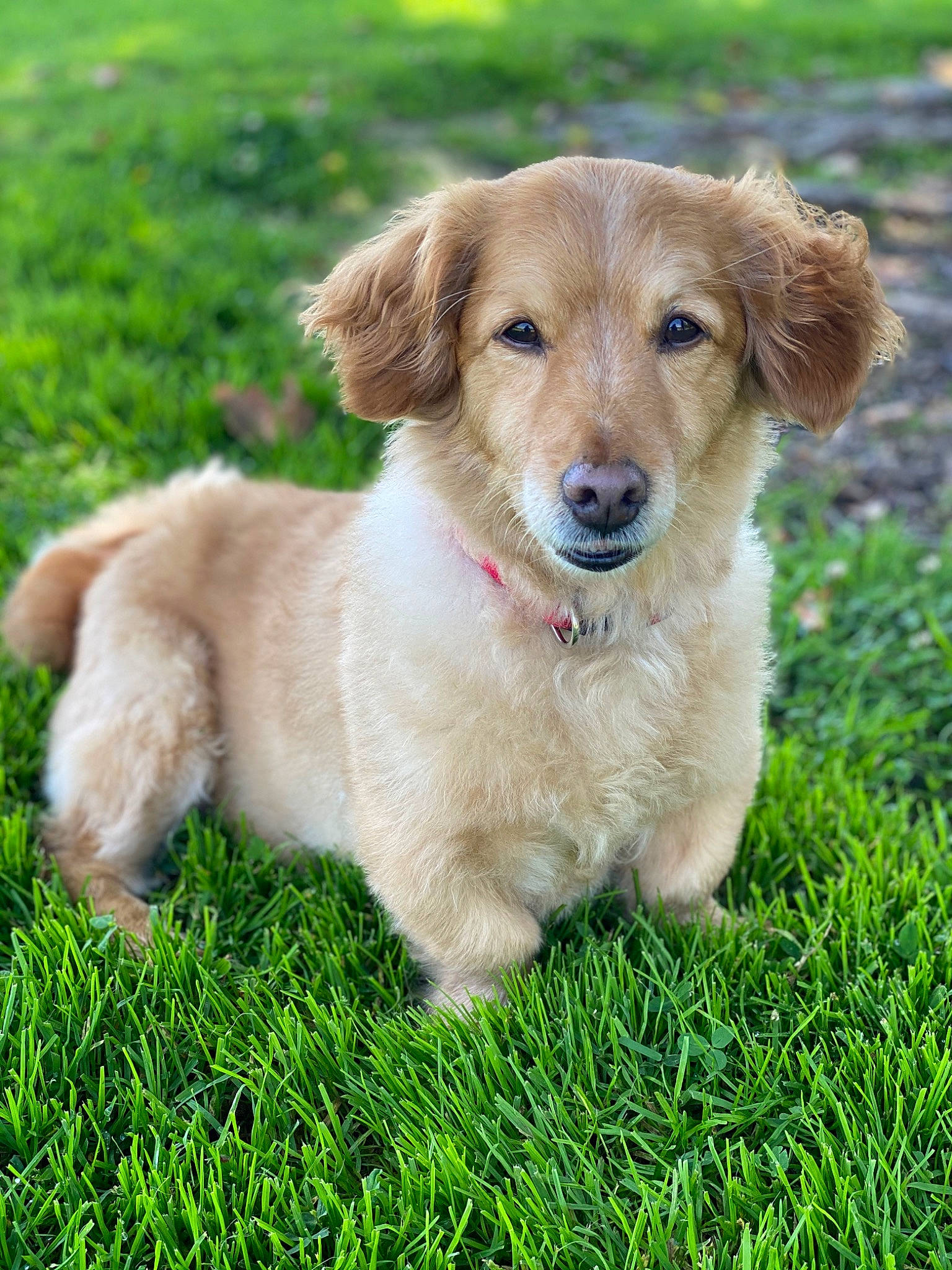 Sonny is registered to the contest to win money with this photo: basque_shepherd_dog, canidae, carnivore, companion_dog, dog, dog_breed, fawn, golden_retriever, grass, labrador_retriever, mammal, nova_scotia_duck_tolling_retriever, puppy, rare_breed_dog, retriever, small_greek_domestic_dog, sporting_group, vertebrate, working_dog