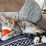 Bullett is registered to the contest to win money with this photo: animal, basketball, blanket, cat, comfort, couch, cozy, cute, fur, home, indoor, paws, pet, playful, relaxed, resting, striped, tabby, toy, whiskers