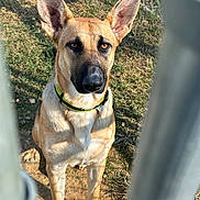 Shiloh joined the competition — help win amazing prizes! accessories, animal, ball, canine, dog, fence, football, germanshepherd, grass, greatdane, hound, labradorretriever, leash, pet, plant, policedog, puppy, snout, strap, whitedog