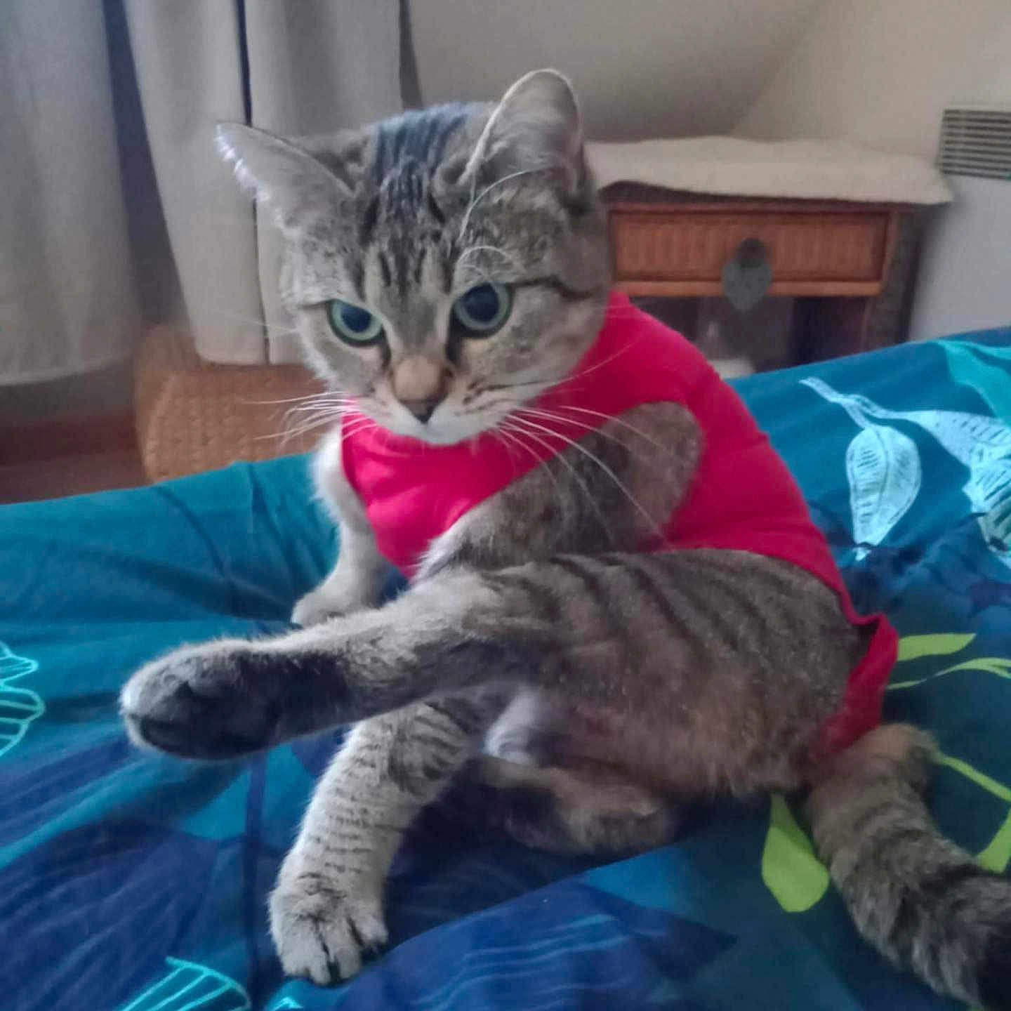 Soquette participe au concours pour gagner de l'argent avec cette photo : animal, bed, blanket, cat, clothing, curious, cute, domestic, ears, feline, furniture, indoor, paw, pet, pink_outfit, resting, stretching, striped, tabby, whiskers