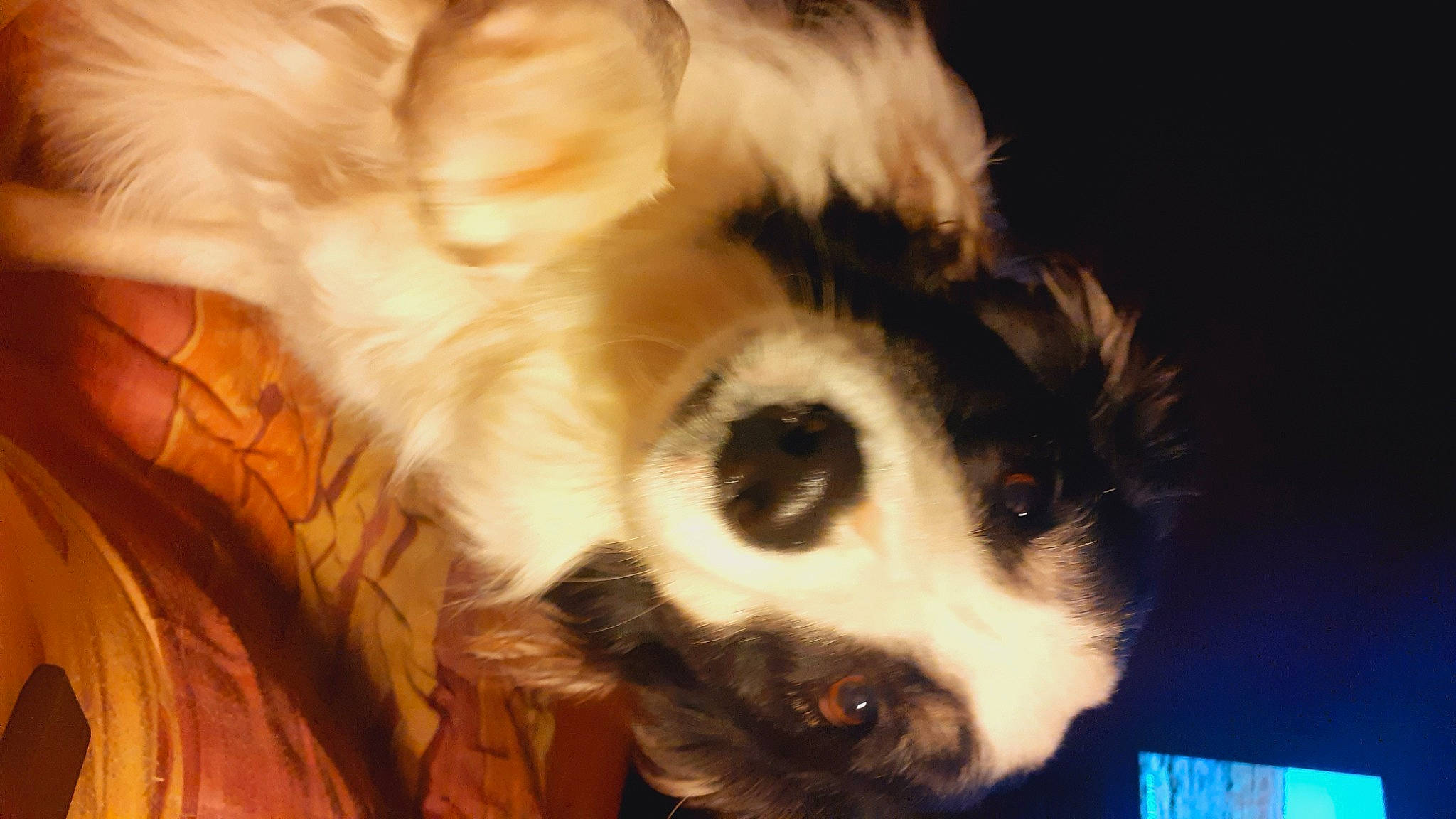 Chance participe au concours pour gagner de l'argent avec cette photo : canidae, carnivore, companion_dog, dog, dog_breed, felidae, fur, non_sporting_group, paw, puppy, snout, sporting_group, terrestrial_animal, toy_dog, whiskers, working_animal