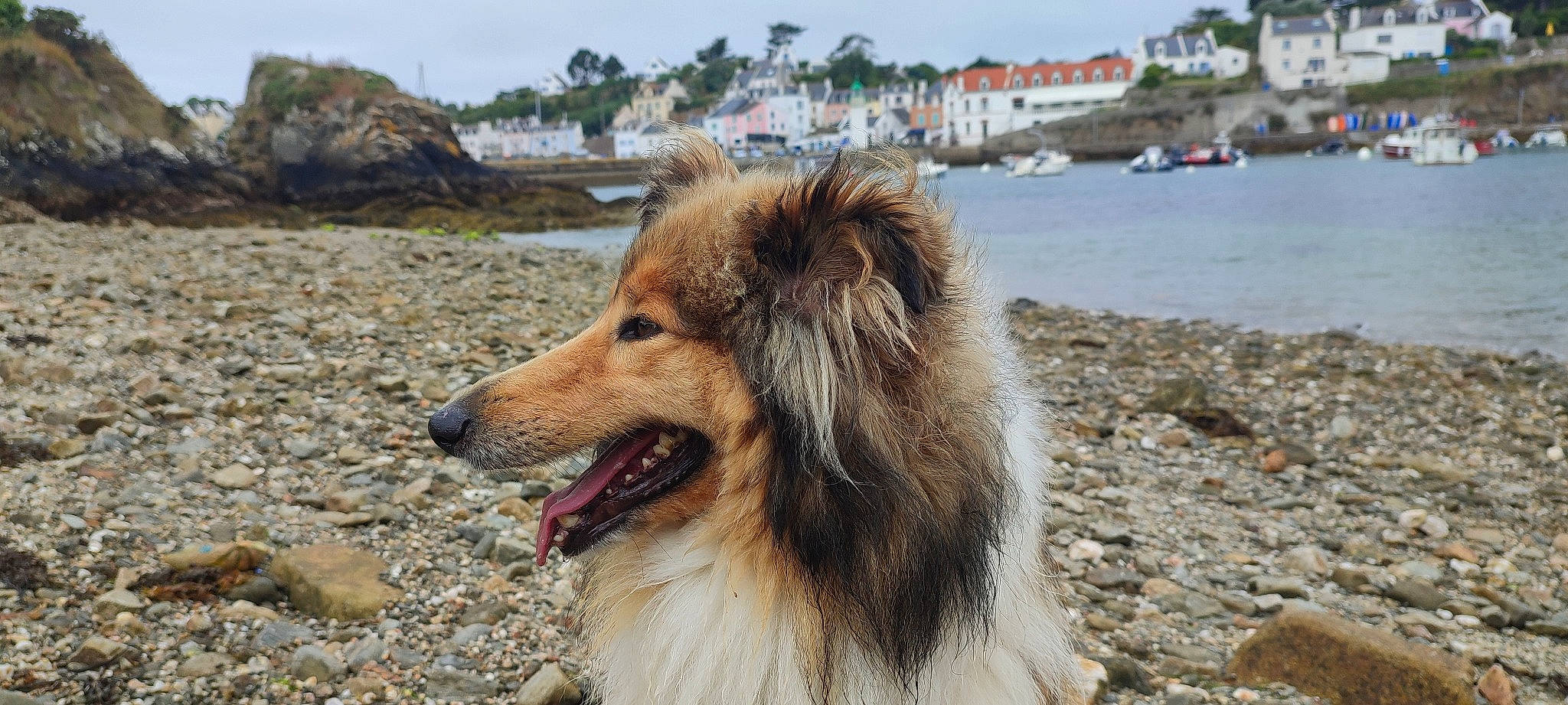 Izia participe au concours pour gagner de l'argent avec cette photo : beach, canidae, carnivore, coast, collie, companion_dog, dog, dog_breed, fang, herding_dog, jaw, ocean, scotch_collie, shetland_sheepdog, sky, sporting_group, terrestrial_animal, water, wildlife, working_dog