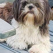 Tilou a rejoint le concours — aidez-le/la à gagner de superbes lots ! dog, fluffy, pet, outdoor, chair, plastic_chair, fur, cute, animal, tongue, paw, face, sitting, garden, greenery, relaxed, small_dog, shaggy, canine, tongue_out