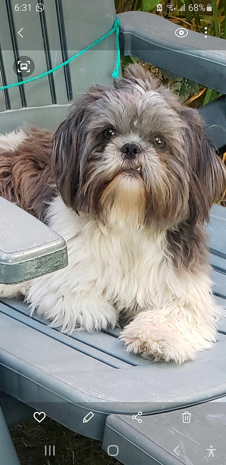 Tilou a rejoint le concours — aidez-le/la à gagner de superbes lots ! dog, fluffy, pet, outdoor, chair, plastic_chair, fur, cute, animal, tongue, paw, face, sitting, garden, greenery, relaxed, small_dog, shaggy, canine, tongue_out