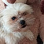 dog, plush_toy, teddy_bear, fluffy, cute, pet, animal, soft, stuffed_animal, snuggling, cozy, indoors, close_up, white_dog, toy, companionship, fur, cuddly, resting, comfort