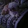 dog, blanket, pattern, snowflake, resting, cozy, fur, indoor, pet, sleeping, dark, shadows, cushion, fabric, comfort, relaxation, home, animal, cute, small_dog