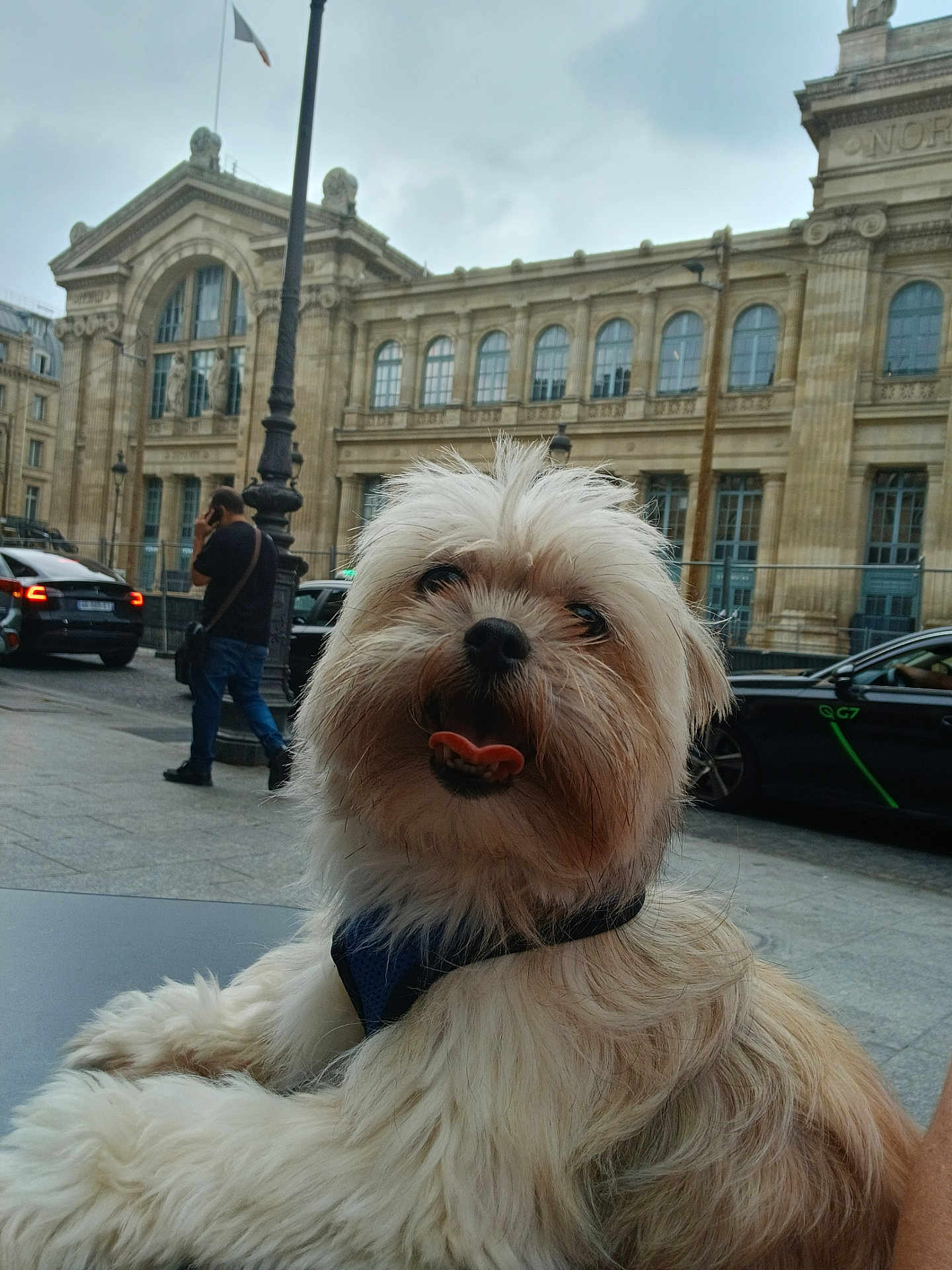 Raya participe au concours pour gagner de l'argent avec cette photo : dog, fluffy, tongue_out, urban, street, table, car, person, building, sidewalk, daytime, city, leash, happy, pet, mammal, outdoor, architecture, walking, casual