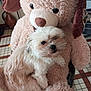 dog, plush_toy, teddy_bear, stuffed_animal, fluffy, pet, indoor, cute, animal, toy, fur, small_dog, companion, cuddle, home, floor_tiles, brown, white, sitting, furry