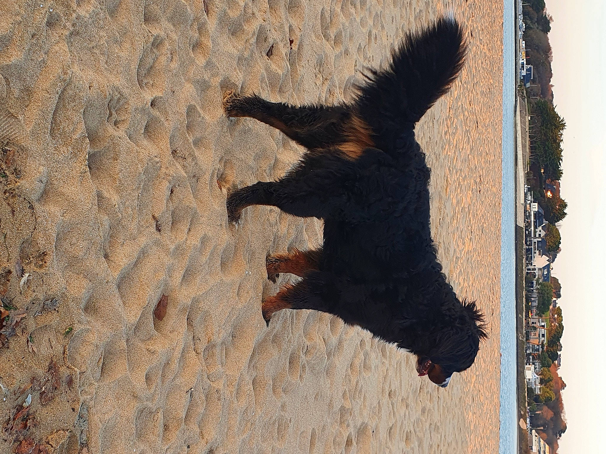 Pearly Couette a rejoint le concours — aidez-le/la à gagner de superbes lots ! canidae, dog_breed, gordon_setter, setter, shadow, sporting_group, tail