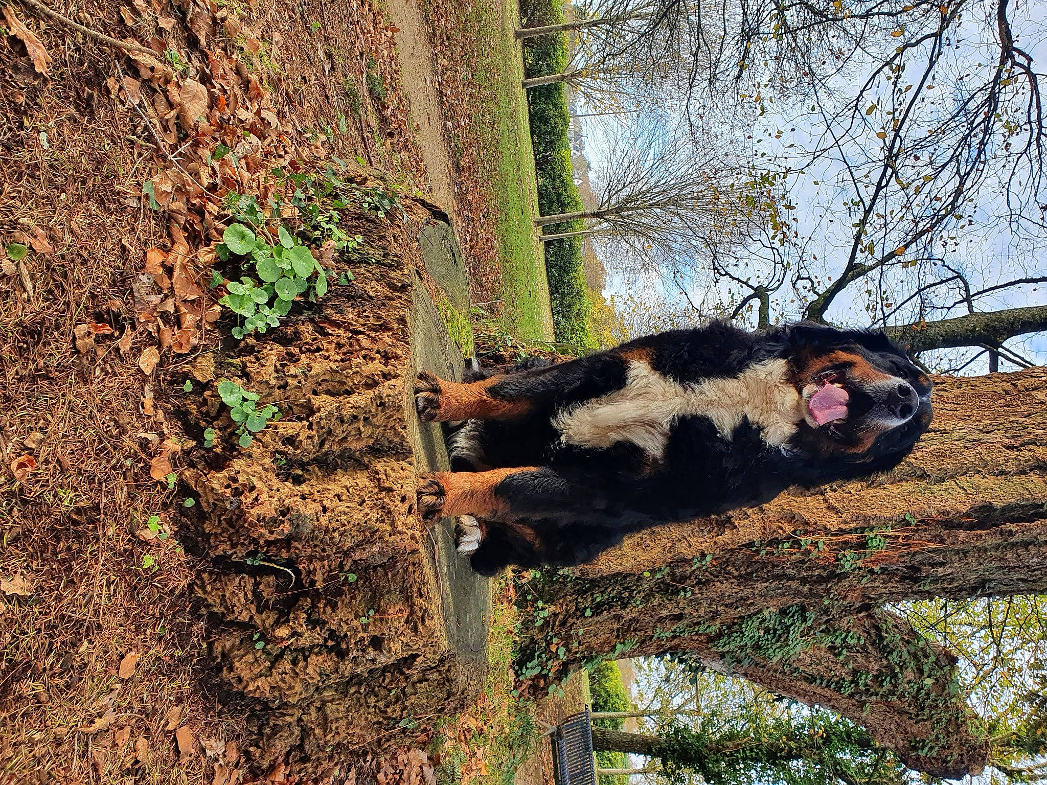 Pearly Couette a rejoint le concours — aidez-le/la à gagner de superbes lots ! bear, branch, carnivore, plant, tree, trunk