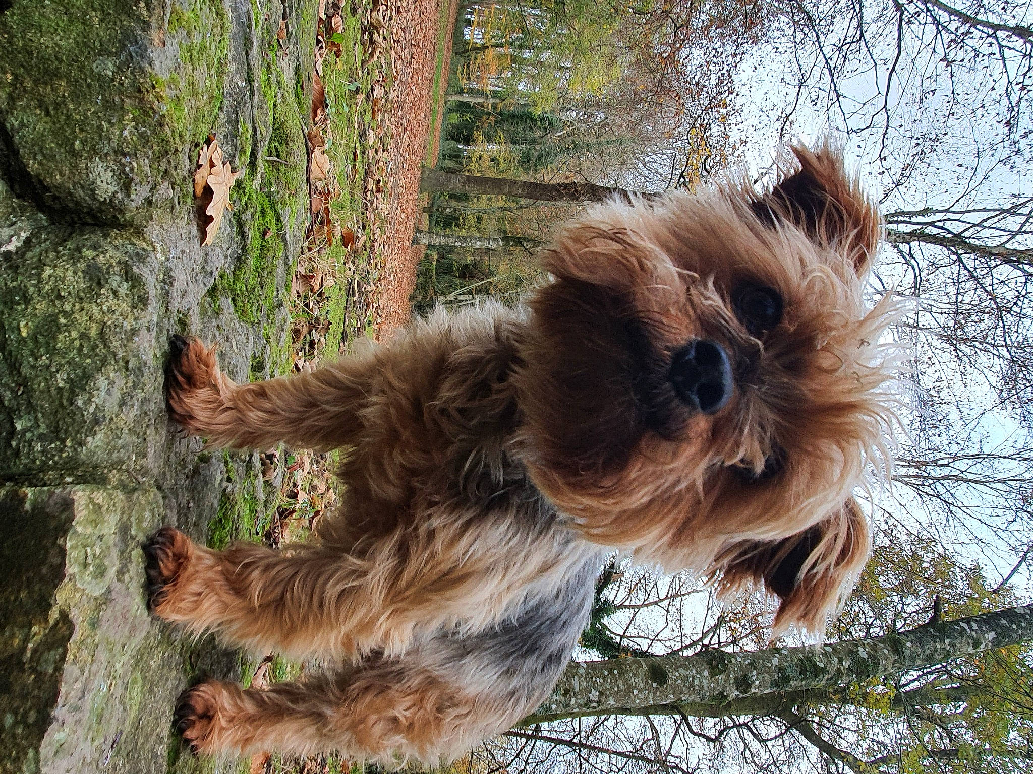 Daisy participe au concours pour gagner de l'argent avec cette photo : cairn_terrier, canidae, carnivore, companion_dog, dog, dog_breed, fawn, fur, glen_of_imaal_terrier, liver, mammal, norwich_terrier, small_terrier, sporting_group, terrier, tibetan_terrier, toy_dog, tree, wirehaired_pointing_griffon, yorkshire_terrier