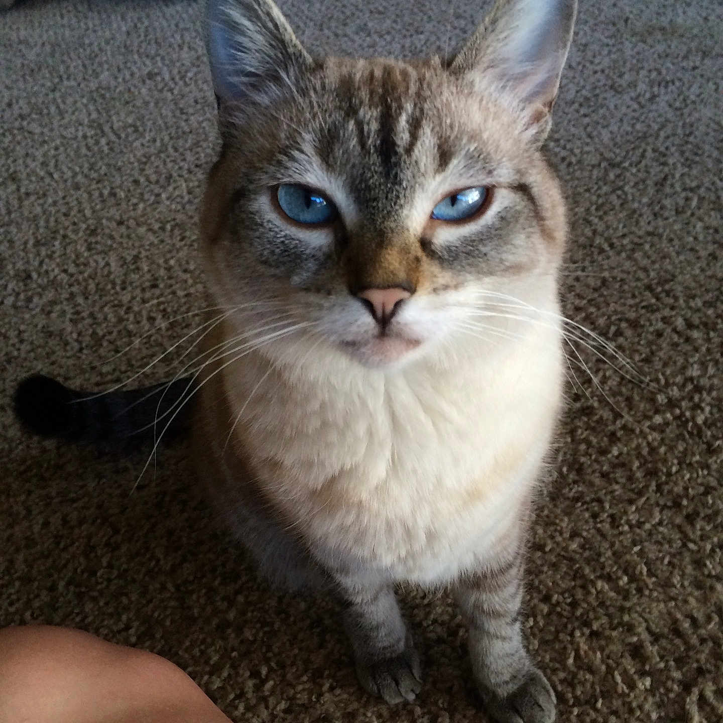 Binx joined the competition — help win amazing prizes! aegean_cat, asian, carnivoran, cat, cat_like_mammal, domestic_short_haired_cat, kitten, small_to_medium_sized_cats, snout, whiskers