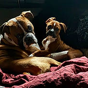 Cory Fletcher joined the competition — help win amazing prizes! dogs, boxer_dogs, canine, pets, two_dogs, brown_and_white, wrinkled_face, floppy_ears, short_coat, lying_down, resting, bed, blanket, bedding, indoor, bedroom, low_light, dramatic_lighting, pet_portrait, cozy