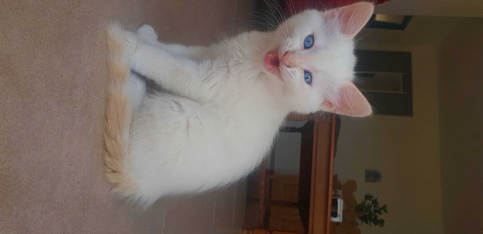 Assad a rejoint le concours — aidez-le/la à gagner de superbes lots ! carnivore, cat, domestic_short_haired_cat, ear, eye, fawn, felidae, fur, hardwood, paw, small_to_medium_sized_cats, snout, tail, whiskers, wood