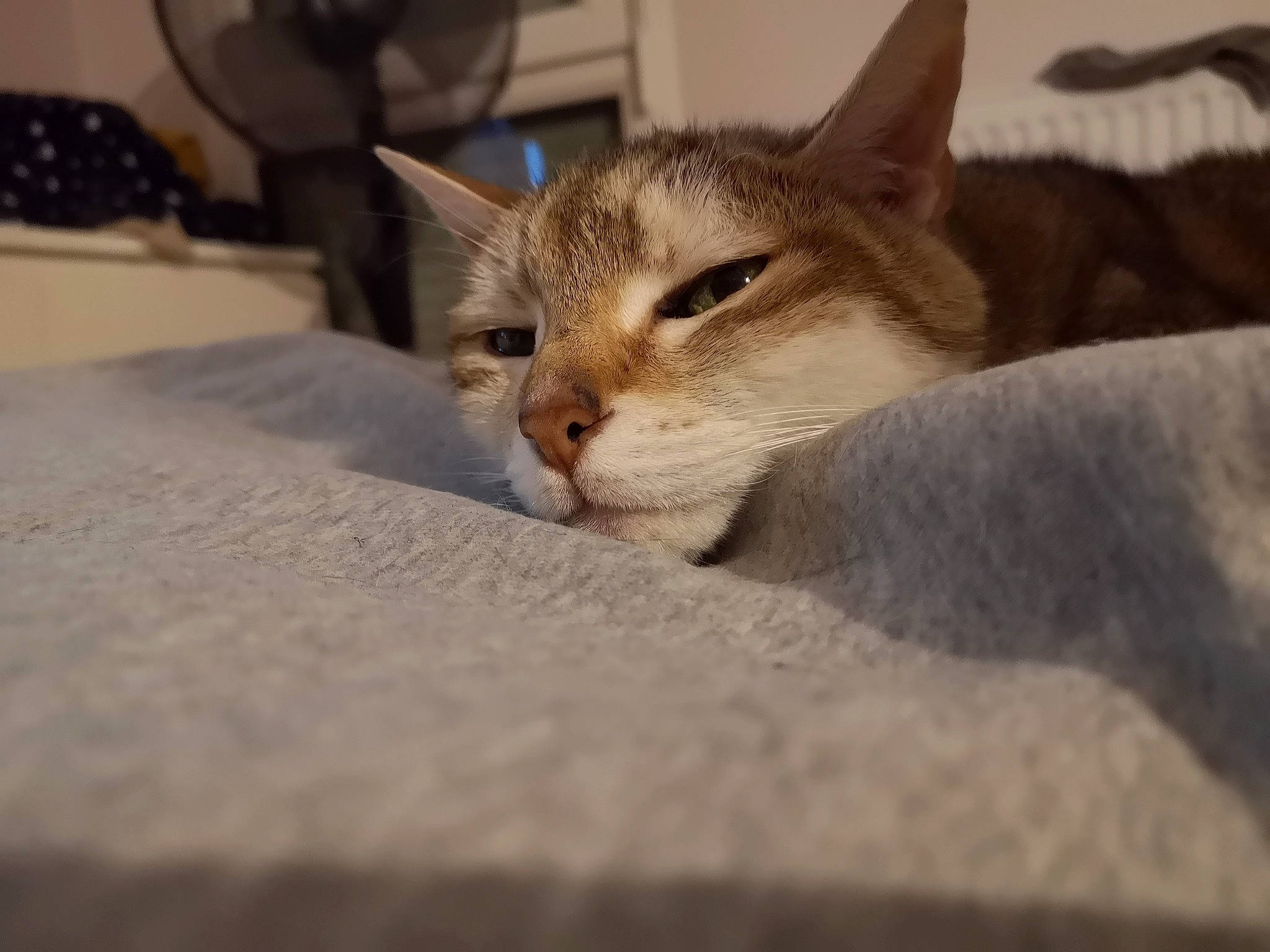 Loona participe au concours pour gagner de l'argent avec cette photo : aegean_cat, american_wirehair, asian, australian_mist, carnivore, cat, chausie, domestic_short_haired_cat, dragon_li, european_shorthair, fawn, felidae, kitten, mammal, singapura, small_to_medium_sized_cats, snout, tabby_cat, vertebrate, whiskers