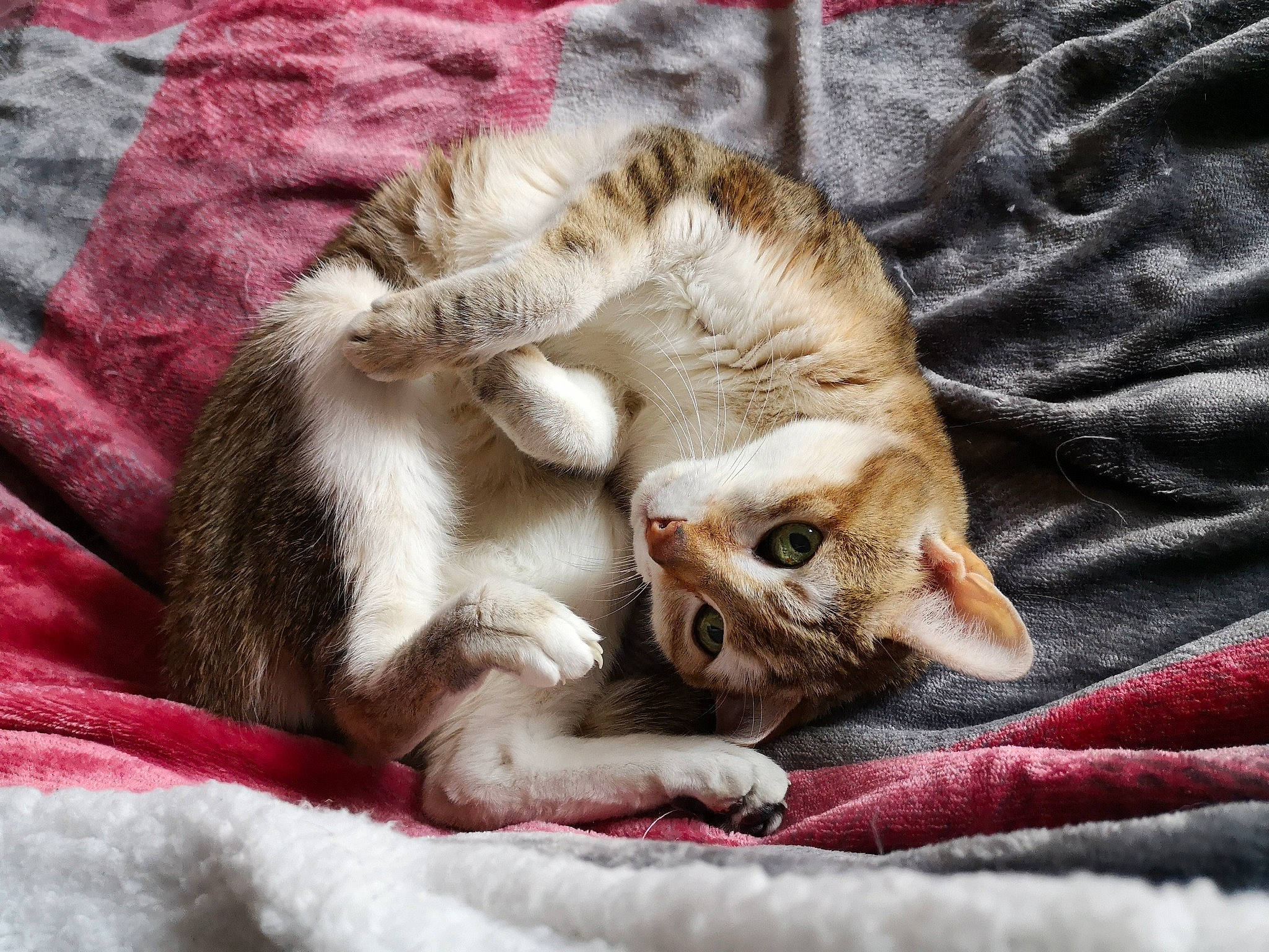 Loona a rejoint le concours — aidez-le/la à gagner de superbes lots ! aegean_cat, american_wirehair, asian, carnivore, cat, claw, domestic_short_haired_cat, dragon_li, european_shorthair, felidae, fur, kitten, mammal, nap, paw, singapura, small_to_medium_sized_cats, tabby_cat, tail, whiskers