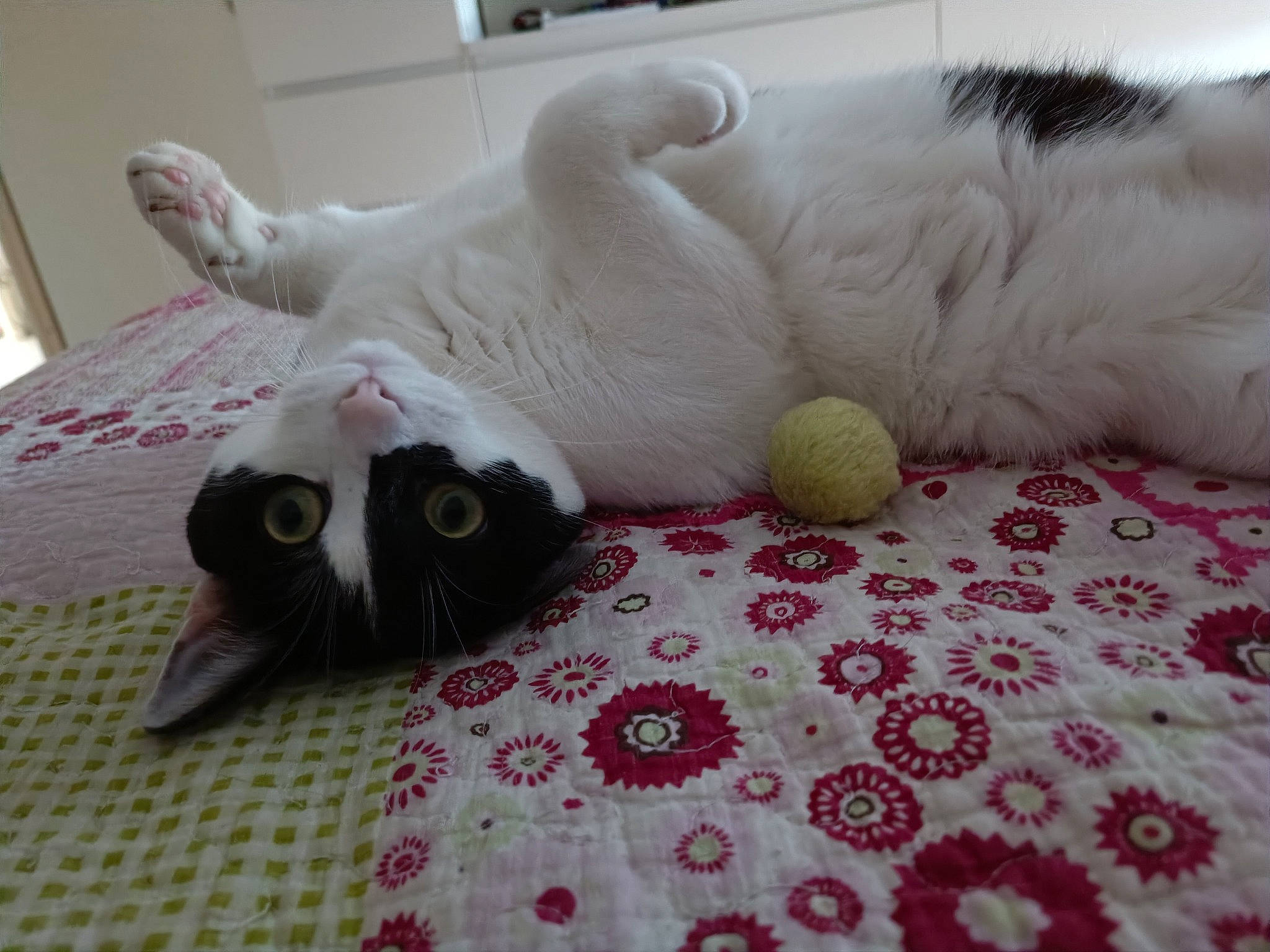 Soo-won a rejoint le concours — aidez-le/la à gagner de superbes lots ! bed_sheet, carnivore, cat, comfort, domestic_short_haired_cat, felidae, flooring, fur, grey, hardwood, linens, paw, room, small_to_medium_sized_cats, snout, stuffed_toy, tail, toy, whiskers, wood