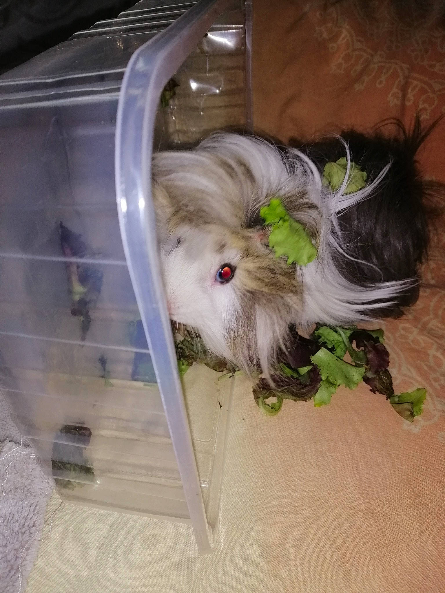 Guizmo a rejoint le concours — aidez-le/la à gagner de superbes lots ! canidae, dog, dog_breed, fawn, guinea_pig, rodent, shih_tzu