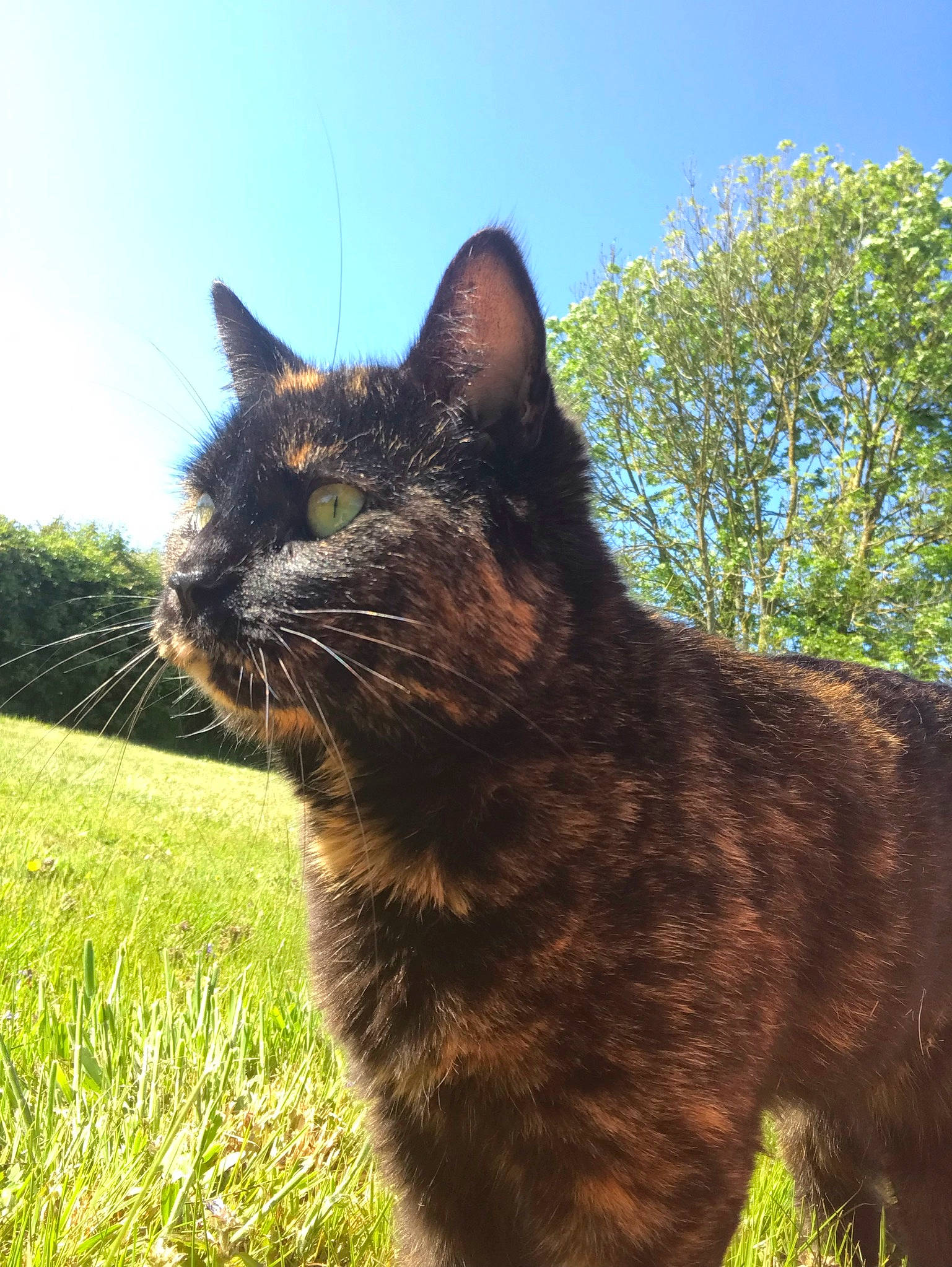 Cookies participe au concours pour gagner de l'argent avec cette photo : carnivore, cat, collar, domestic_short_haired_cat, felidae, fur, grass, grassland, natural_landscape, pasture, plant, shrub, sky, small_to_medium_sized_cats, snout, tail, terrestrial_animal, tree, whiskers, wildlife