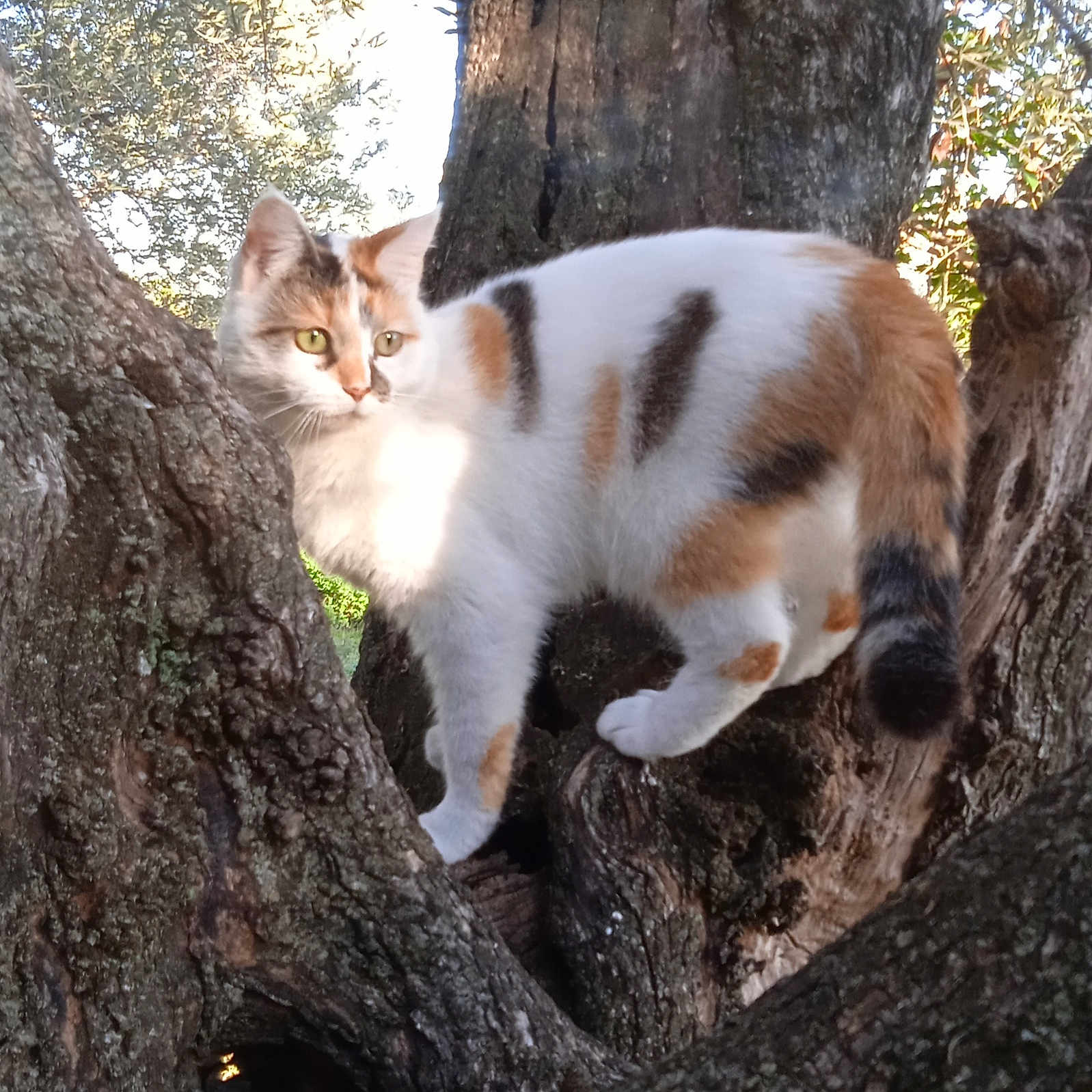 Chanel participe au concours pour gagner de l'argent avec cette photo : abyssinian, animal, cat, hole, jungle, kitten, manx, nature, oak, outdoors, pet, plant, redwood, siamese, soil, tree, treetrunk, vegetation, wood