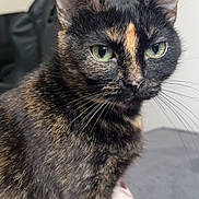Blanka a rejoint le concours — aidez-le/la à gagner de superbes lots ! cat, tortoiseshell, pet, animal, feline, close_up, green_eyes, whiskers, fur, sitting, blanket, indoor, curious, portrait, soft_light, furniture, black_chair, home, domestic, cute