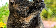 Blanka a rejoint le concours — aidez-le/la à gagner de superbes lots ! cat, tortoiseshell_cat, close_up, outdoor, flowers, greenery, blue_sky, whimsical, butterflies, nature, animal, pet, fur, whiskers, profile, daylight, garden, curious, mammal, peaceful