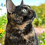 cat, tortoiseshell_cat, close_up, outdoor, flowers, greenery, blue_sky, whimsical, butterflies, nature, animal, pet, fur, whiskers, profile, daylight, garden, curious, mammal, peaceful