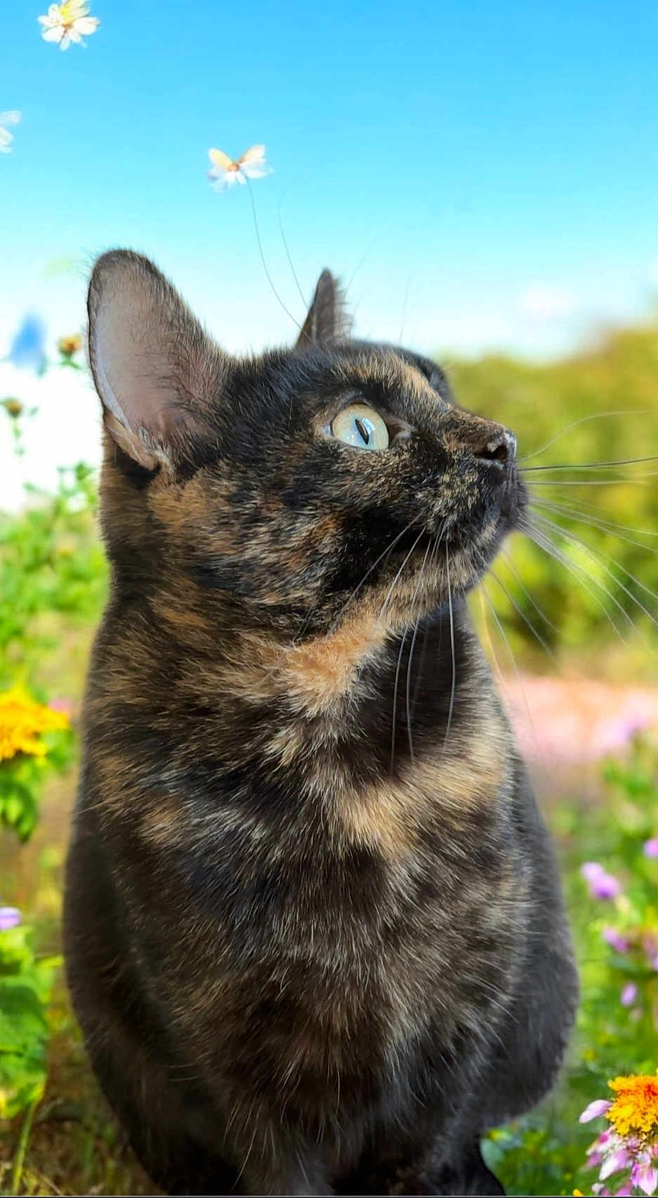 Blanka a rejoint le concours — aidez-le/la à gagner de superbes lots ! cat, tortoiseshell_cat, close_up, outdoor, flowers, greenery, blue_sky, whimsical, butterflies, nature, animal, pet, fur, whiskers, profile, daylight, garden, curious, mammal, peaceful