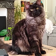 Aristote a rejoint le concours — aidez-le/la à gagner de superbes lots ! cat, fluffy, gray, yellow_eyes, table, plant, bookshelf, books, living_room, couch, home_decor, wooden_table, pet, indoor, furniture, curious, sitting, domestic_cat, cozy, portrait