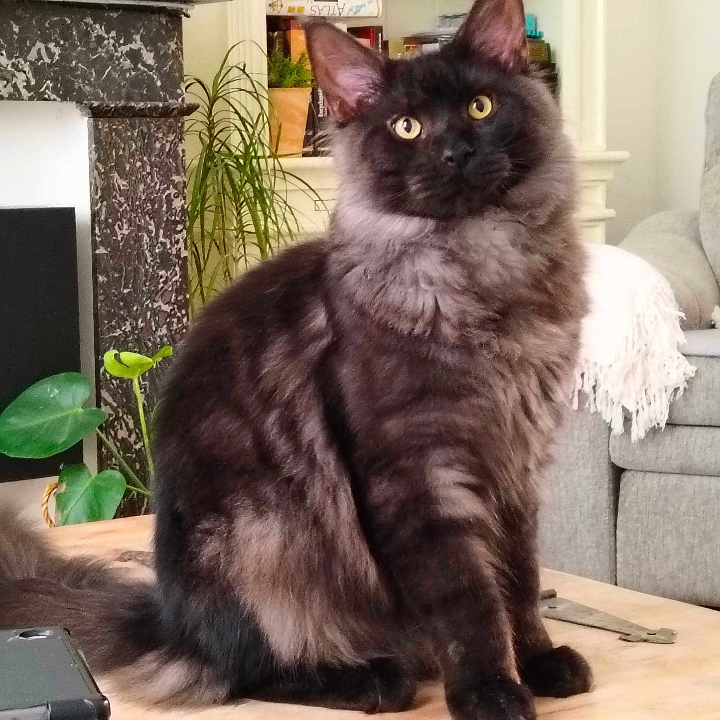 Aristote