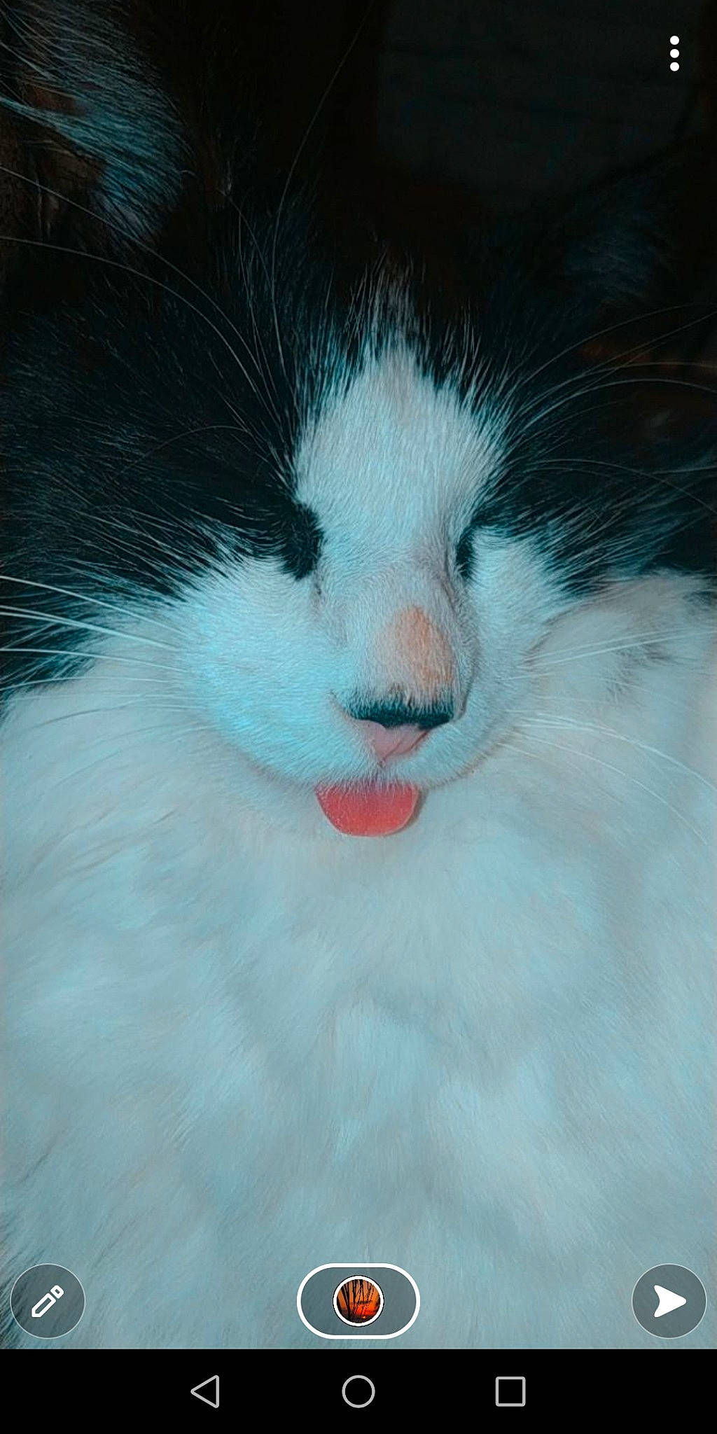 Oreo a rejoint le concours — aidez-le/la à gagner de superbes lots ! carnivore, cat, claw, comfort, domestic_short_haired_cat, eye, face, felidae, fur, hair, head, human_body, leg, nap, paw, small_to_medium_sized_cats, snout, tail, terrestrial_animal, whiskers