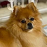 dog, pomeranian, small_dog, fluffy, orange_fur, long_hair, pet, animal, portrait, close_up, looking_at_camera, indoors, home, couch, blanket, lock_screen, smartphone, digital_clock, cute, alert