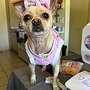 Baby Girl joined the competition — help win amazing prizes! dog, small_dog, pet, pink_bow, pink_outfit, table, kitchen, sewing_machine, craft_supplies, curious, standing, indoor, close_up, animal, ears, face, eyes, nose, fur, home