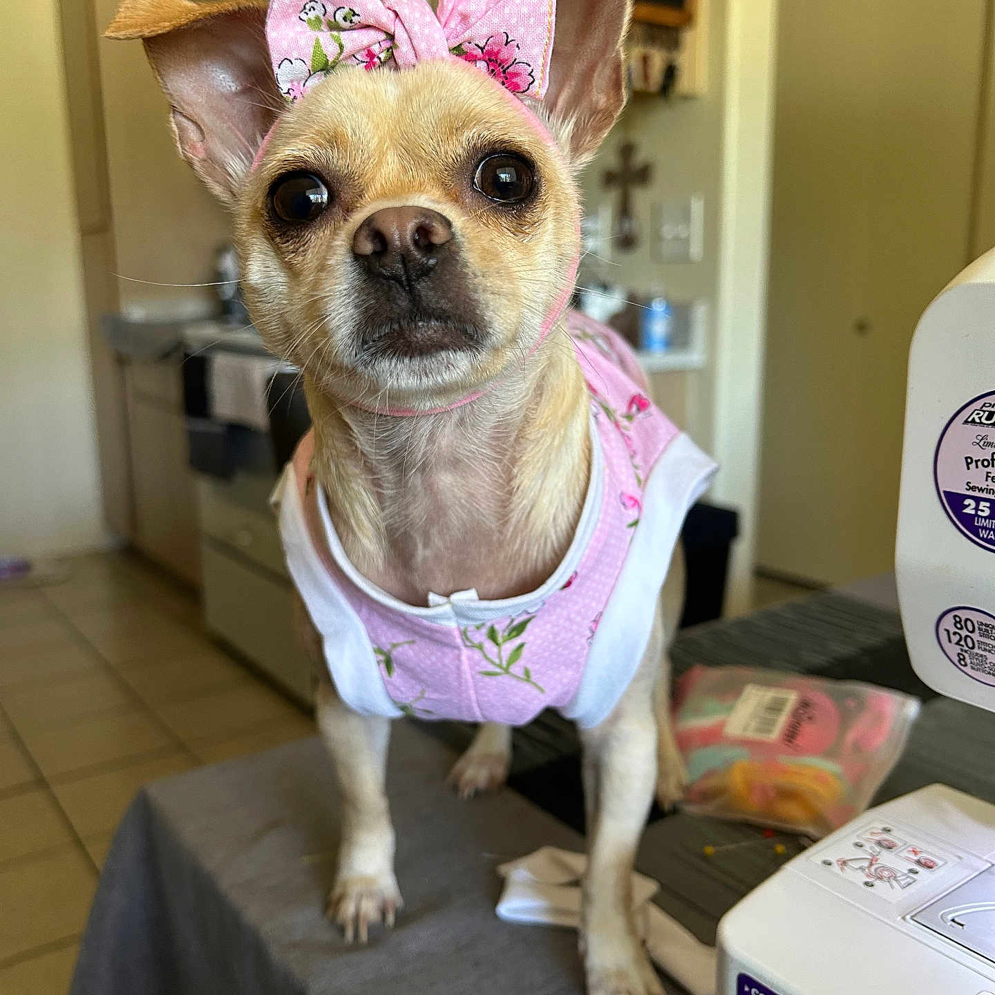 Baby Girl joined the competition — help win amazing prizes! animal, close_up, craft_supplies, curious, dog, ears, eyes, face, fur, home, indoor, kitchen, nose, pet, pink_bow, pink_outfit, sewing_machine, small_dog, standing, table