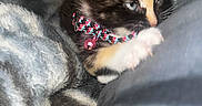 Mavis joined the competition — help win amazing prizes! kitten, calico, cat, pet, collar, bell, paw, blanket, fur, cute, animal, indoor, soft, young, feline, closeup, comfort, resting, small, cozy