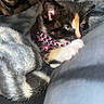 kitten, calico, cat, pet, collar, bell, paw, blanket, fur, cute, animal, indoor, soft, young, feline, closeup, comfort, resting, small, cozy