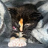 kitten, cat, calico, pet, animal, cute, whiskers, paws, fur, collar, bell, sleepy, closeup, soft, cozy, blanket, cute_animal, indoor, young, mammal
