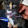 kitten, calico, cat, pet, collar, bell, blue_eyes, fur, paw, hand, animal, cute, small, indoor, domestic, feline, adorable, sitting, young, whiskers