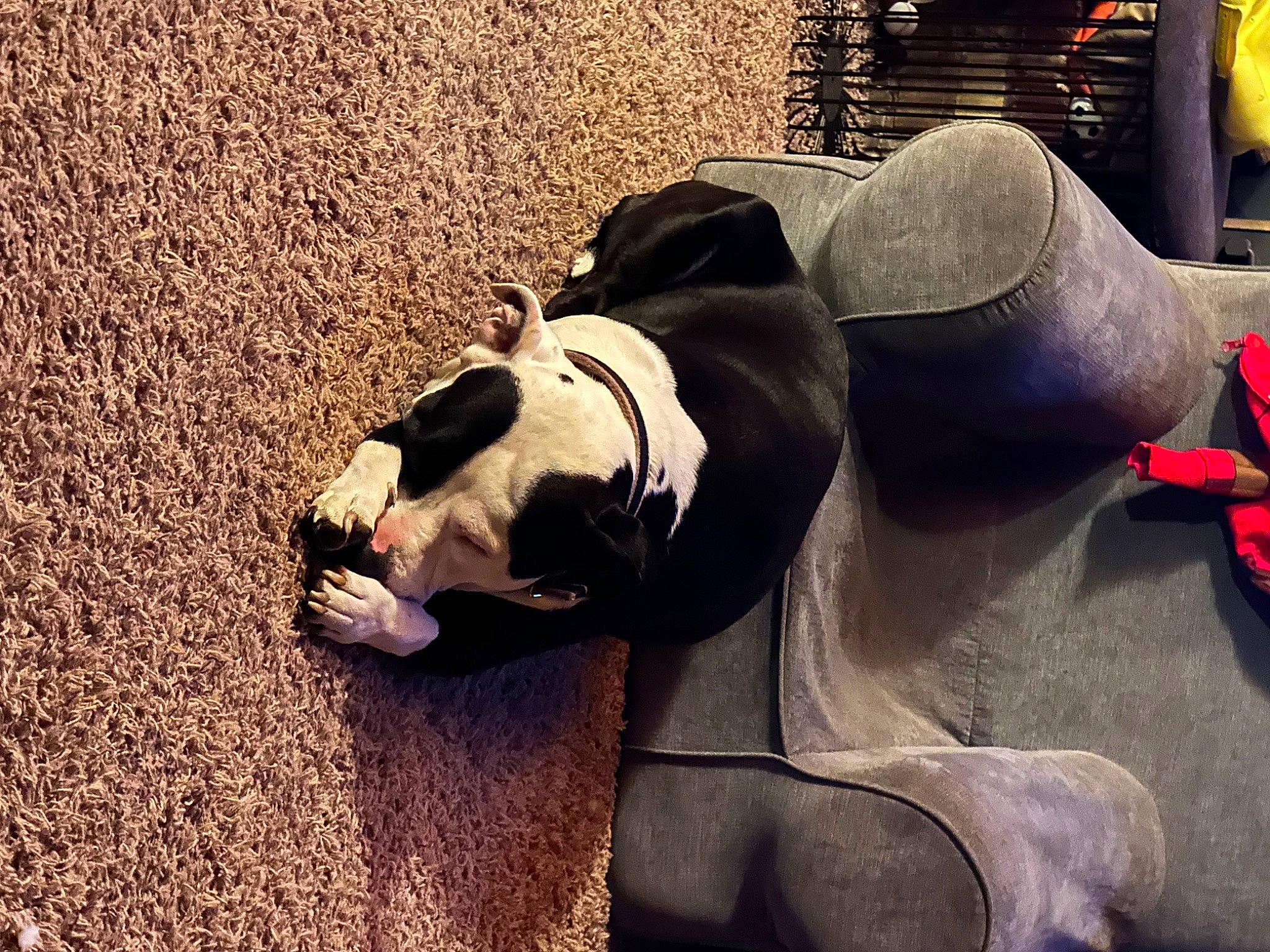 Karma joined the competition — help win amazing prizes! asphalt, carmine, carnivore, comfort, companion_dog, dog_breed, fawn, flooring, foot, grass, human_leg, knee, mammal, personal_protective_equipment, road_surface, tail, thigh, tints_and_shades, vertebrate, working_animal