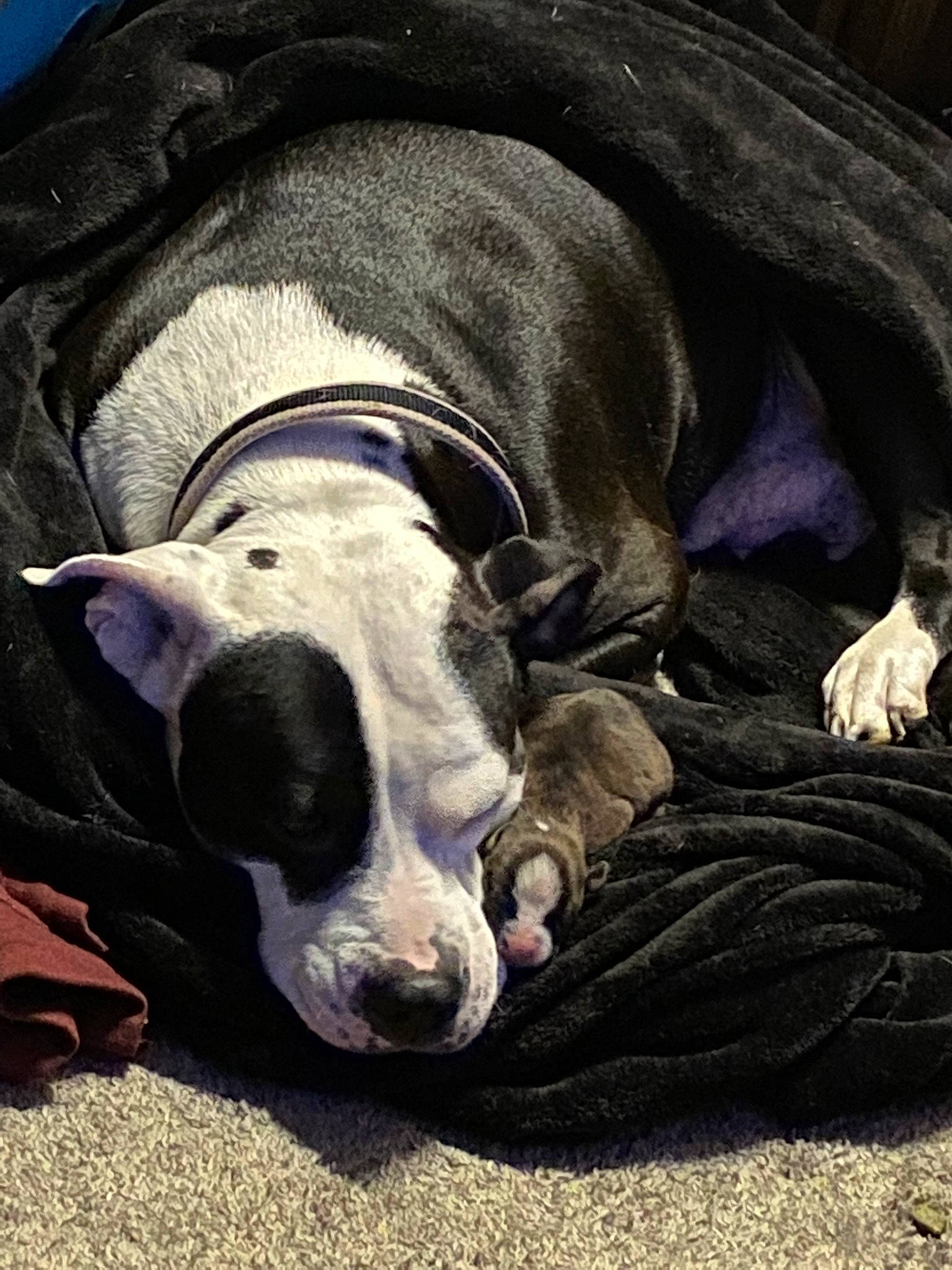 Karma joined the competition — help win amazing prizes! bored, canidae, carnivore, collar, comfort, companion_dog, dog, dog_breed, dog_collar, dog_supply, fawn, fur, grey, linens, non_sporting_group, rampur_greyhound, sporting_group, terrestrial_animal, whiskers, working_animal