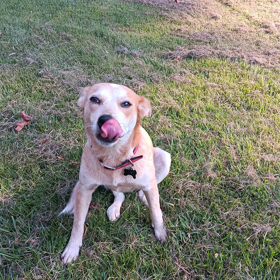 Ivi joined the competition — help win amazing prizes! canidae, carnivore, collar, companion_dog, dog, dog_breed, dog_collar, fawn, grass, grassland, groundcover, gun_dog, labrador_retriever, paw, plant, snout, soil, sporting_group, tail, working_animal