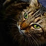 Nino participe au concours pour gagner de l'argent avec cette photo : american_bobtail, carnivore, cat, close_up, domestic_short_haired_cat, european_shorthair, eye, felidae, fur, maine_coon, norwegian_forest_cat, photography, small_to_medium_sized_cats, snapshot, snout, stock_photography, tabby_cat, toyger, whiskers, wildlife